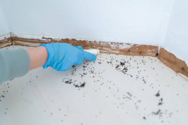 Best Local Pest Control Services  in Vandercook Lake, MI